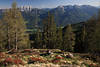 Krnten Gailtaler Alpen Bergpanorama ber Drautal Naturbild durch Bume Alm in Sonne