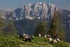 1202036_Reikofel Alpenpanorama Bild mit Schafherde auf Alm grner Naturweide in Berglandschaft Frhlingsfoto