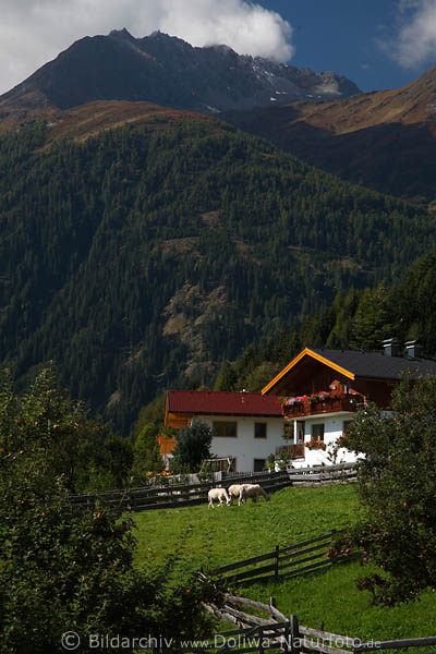 Obermauern Dorfidylle Naturfoto Schafe Grnwiese Holzzune vor Husle unter Berggipfel Alpen Osttirol