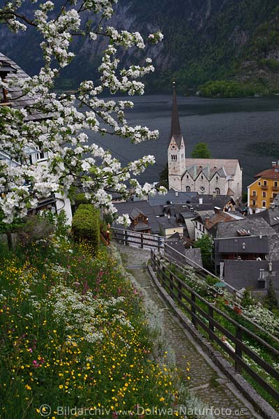 Hallstatt Frhling Obstbaumblte am Berghang Pfad Wiesenblumen ber Hausdcher Kirchenblick