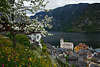 Obstbaumblte & Wiesenblumenblte in Hallstatt Frhlingsfoto Erlebnisreise in Berge am Wasser