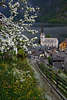 Frhling in Hallstatt Foto Obstbaumblte bunte Wiesenblumen grner Berghang Pfad ber Hausdcher & Kirchenblick