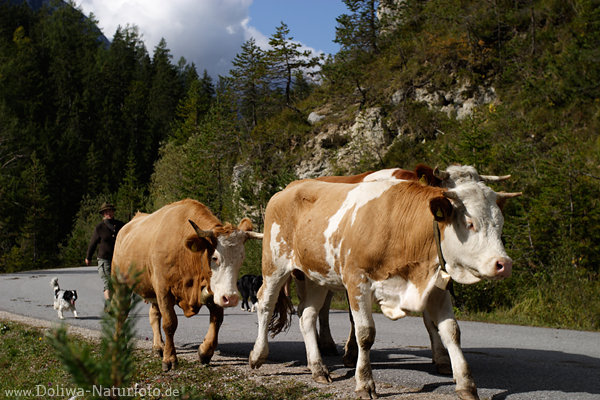 Khe Almabtrieb in Tirol Gaistal Vieh in Marsch von Bergweiden