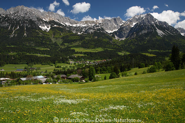 Scheffau Bergkulisse Wilder-Kaiser Alpen Frhlingslandschaft ber Brbichl gelbweiss Blumenwiese
