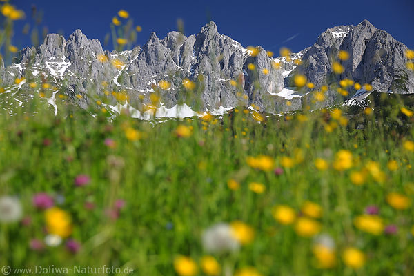Bergwiesenblten Felspanorama Wilder-Kaiser Alpen Gipfeln Frhling-Romantik Naturbild