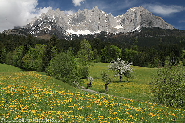 Wilder Kaiser Landschaft Naturbild Felsmassiv Wiesenblte grne Panorama Wald Pfad Frhlingsfoto