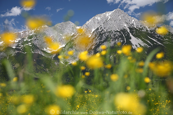 Alpenblmchen gelbe Frhlingsblte weich unscharf vor Kaiser-Gipfel Bergfelsen Landschaftsfoto