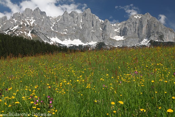 Wilder Kaiser Gipfel Panorama ber Blumenwiese in Frhlingsblte Alpen Landschaftsfoto