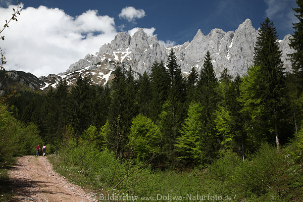 Waldweg mit Wanderer unter Wilder Kaiser Berge Felsmassiv Panorama ber grne Bume