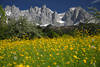 Alpenblte Bergpanorama Wilder Kaiser Gipfeln Foto blhende Bergwiese Romantik Naturbild