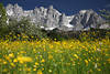 Frhlingsblte vor Wilder Kaiser Alpengipfel Blumenwiese Romantik Bergpanorama Naturbild