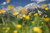 1301182 Alpenblmchen gelbe Frhlingsblte weich unscharf vor Kaiser-Gipfel Bergfelsen Landschaftsfoto