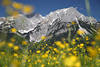 Alpenblumen Frhlingsblte Romantik am Wilder Kaiser Landschaftsfoto Berge gelbe Blmchen am Blauhimmel