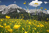 Wilder Kaiser Gebirge Panorama Frhlingsfoto hinter Blumenwiese Gelbeblten am Himmel