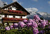 sterreich buntes Landhaus Foto in Blumen Bergblick Leutasch Urlaubreise Berge in Schnee