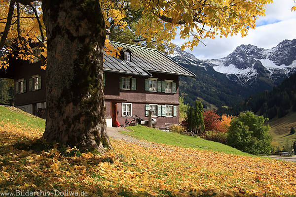 Herbstidyll Kleinwalsertal Alpen Laub um Baum Bltter Goldfarben vor Pension mit Schneegipfelblick