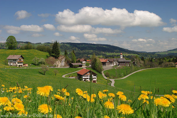 Bergwiese Gelbblumen Frhlingsblte Landschaftsbild Dorf Krumbach Alpenbergland
