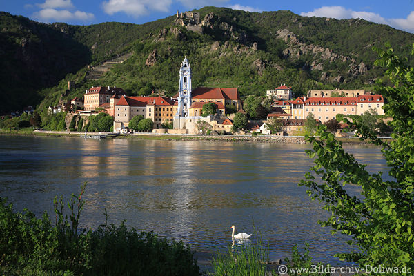 Drnstein Donaupanorama Foto Grnufer mit Schwan Wallfahrtskirche Burgruine Bild