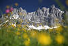 Alpenblumen Fotokunst Romantik Frhlingsblte vor Wilderkaiser Felsen Berge Schnee Landschaft Naturbild