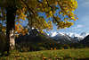 813106_ Oberallgu herbstliche Natur Allguer Alpen Blick unterm Herbstbaum, Oberstdorf Berglandschaft