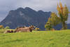 Pfrontener Khe auf Wiese im Oberallgu Foto, Bergwiese vor Allguer Alpen Landschaftsbild