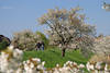 50518_Altesland Obstbaumblte am Deich Frhling-Bltenpracht Naturfoto Apfelblte-Bilder
