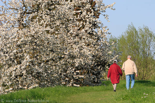 AltesLand Senioren-Paar am Kirschbaum Frhlingsblte Deichpfad spazieren