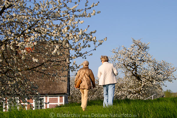 AltesLand Frauen-Paar auf Deich Grasweg Obstbume Frhlingsblte spazieren