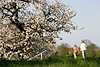 50333_ Paare im Alten Land auf Deichweg in Obstbaumblte spazieren, Frauenpaar bei Kirschblte in Natur an Este