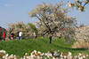 Frhling am Deich Kirschblte weie Pracht Foto Altes Land Wanderpfad Spaziergnger