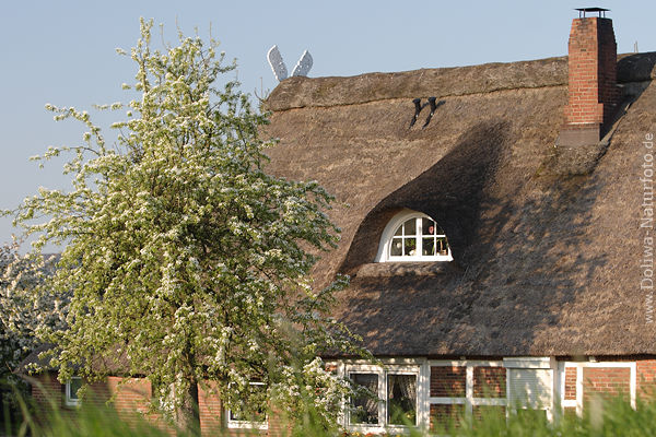 Haus mit Reet in Sonne Baumbltezeit in AltesLand
