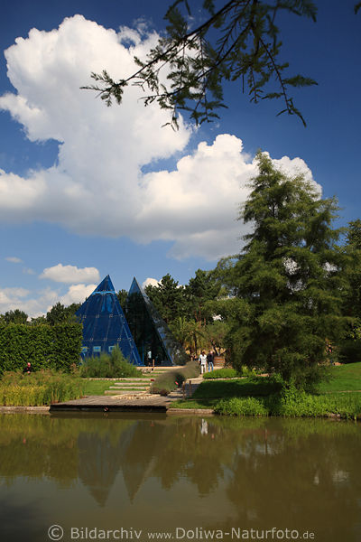 Botanischer Wstengarten der Universitt Hamburg blaue Pyramidenhlften