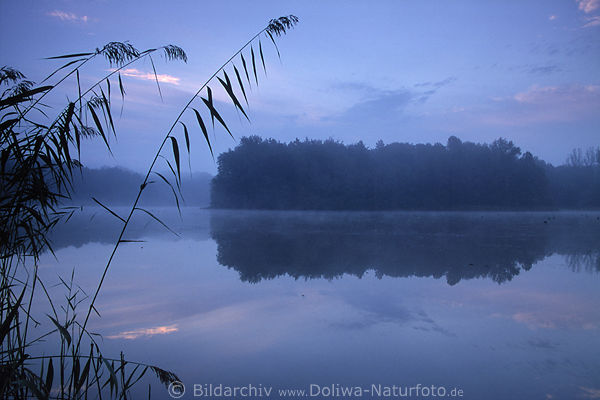 Mnchteich in Nebel See bei Trittau in Morgengrauen Dmmerung Naturfoto