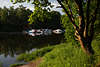Elbkanal Grnufer Frhling Naturidylle Baum am Wasser Yachthafen Alt-Garge Foto