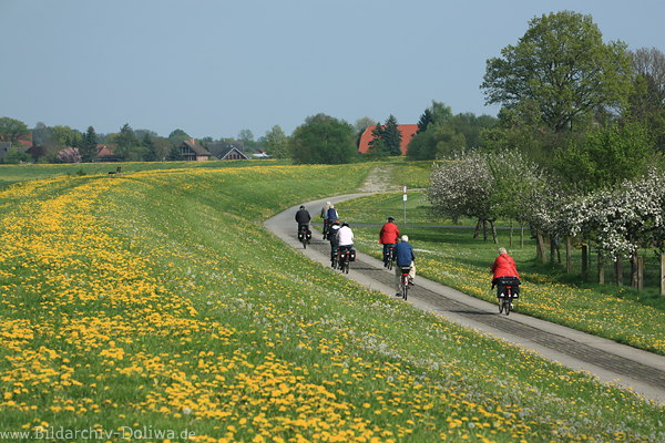 Elbdeich Frhlingsblte Radler bei Artlenburg Deichweg gelbe Blumenkulisse