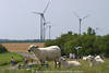 Deich-Schafe vor Fehmarn Windrder Landschaft Foto Weidetiere Begegnung mit Insel-Touristen