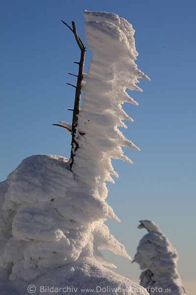 Windgepeitschter Schnee Winterbild Rauhreif hochstehend klebend am Holzstck