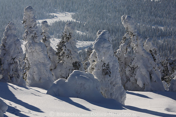 Schneetannen Weitblick auf Harz Wlder am Brocken