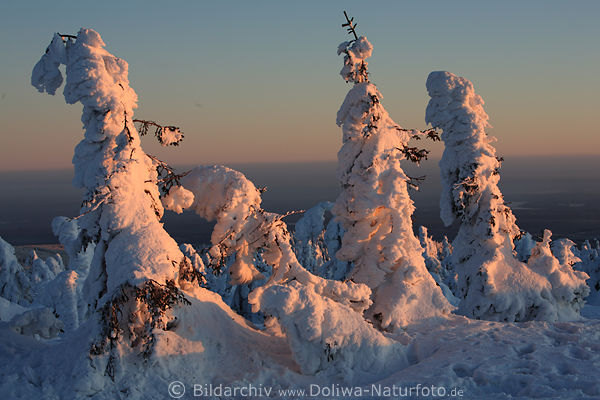 Hexentannen um Brocken in Harz Winterromantik Schneelandschaft Naturfoto
