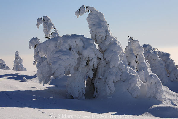 Brockenhexen in Schneelandschaft Wintertreiben Naturfoto