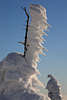 101937_Windgepeitschter Schnee Winterbild Rauhreif hochstehen klebend am Holzstck im Nationalpark Hochharz Winterzauber am Brocken
