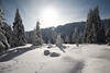101249_Sonne ber Schnee Winterlandschaft Naturbild Harzer Tannen