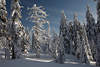 101270_Natur Winterzauber im Harzwald Tannenbume im Schnee Photo romantische Waldlandschaft