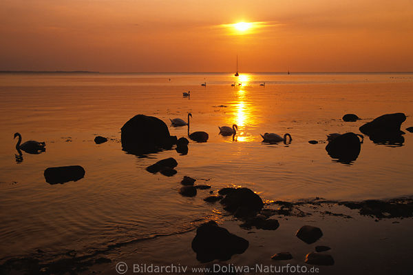 Sonnenuntergang Stimmung Ostseekste Tiere Schwne Vgel Steine im Meer