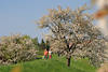 Frauen Paar Spaziergang auf Deich Altes Land Pfad, Kirschblte Foto Obstbume Bltezeit