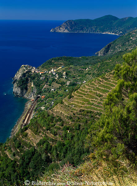 Corniglia Foto: Ligurien Stadt am Felsen Cinque Terre Meerkste Panorama grne Terrassenfelder