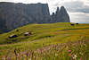 Dolomiten Schlern Felsen Panorama ber Seiser Alm Grnwiesen lila Blumenblte