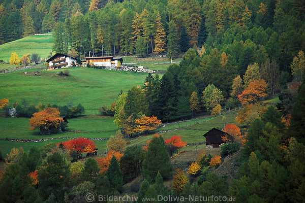Bauernhof an Steilwiese im Martelltal Sdtirols Farm hoch in Lrchenwald