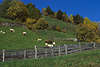 0713_Martelltal Landwirtschaft in Berglandschaft Foto: Schafe, Khe weiden auf Almwiese Berghang