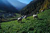 0708_Gand (Ganda) Almweide im Martelltal Naturfotos Bergdorf am Plimabach mit weidenden Schafen